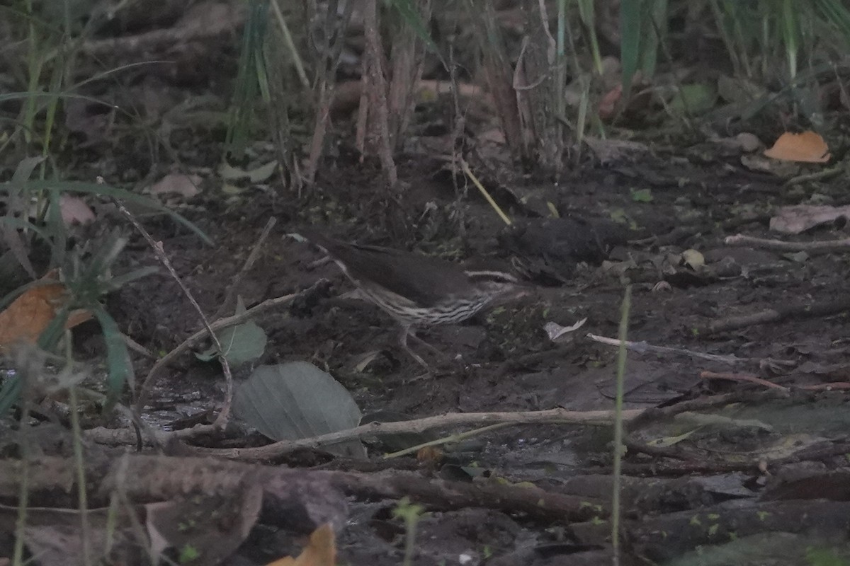 Northern Waterthrush - ML645907390