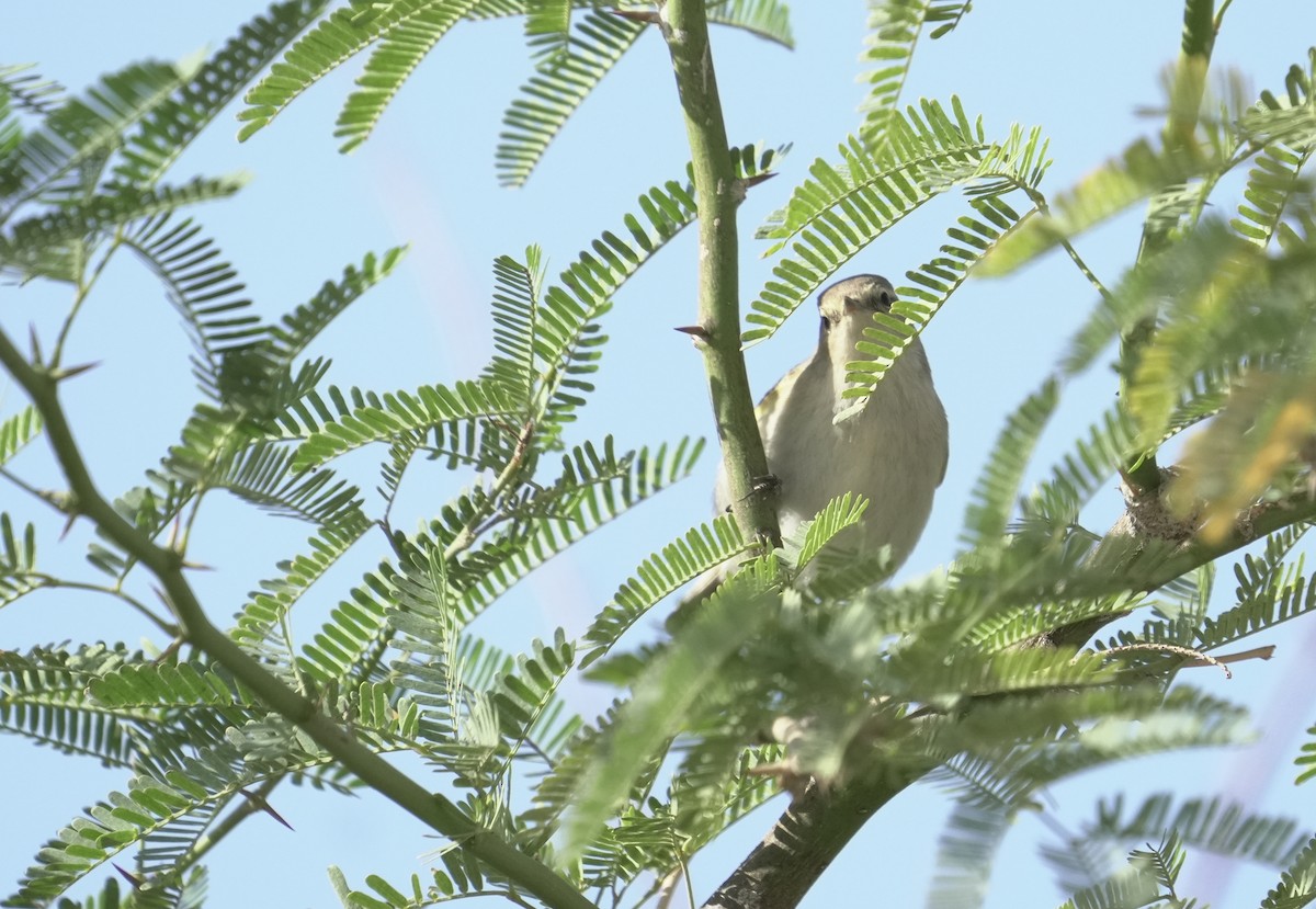 Common Chiffchaff - ML645907406