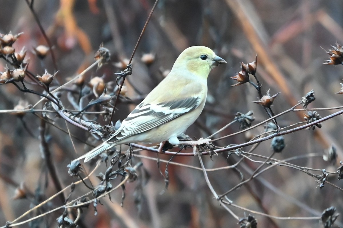American Goldfinch - ML645907407
