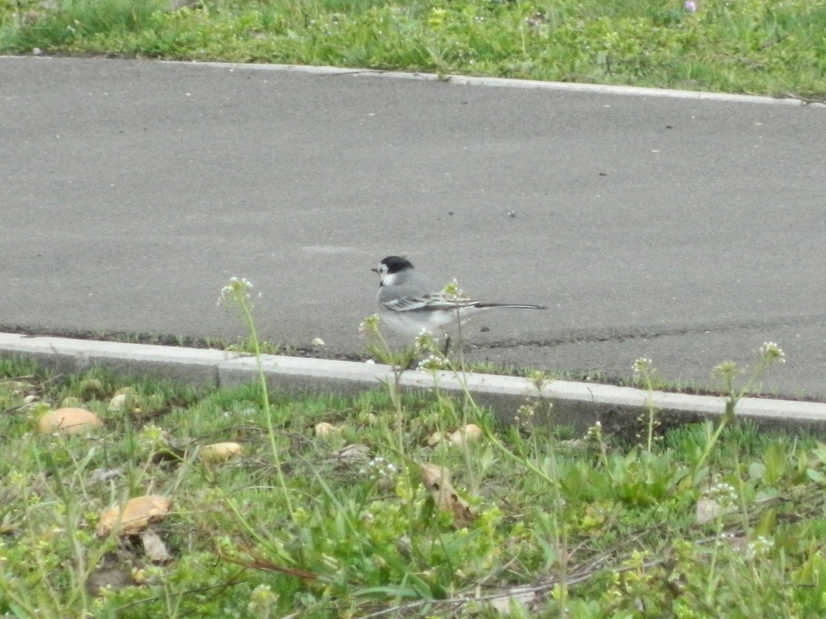 White Wagtail (White-faced) - ML645907410