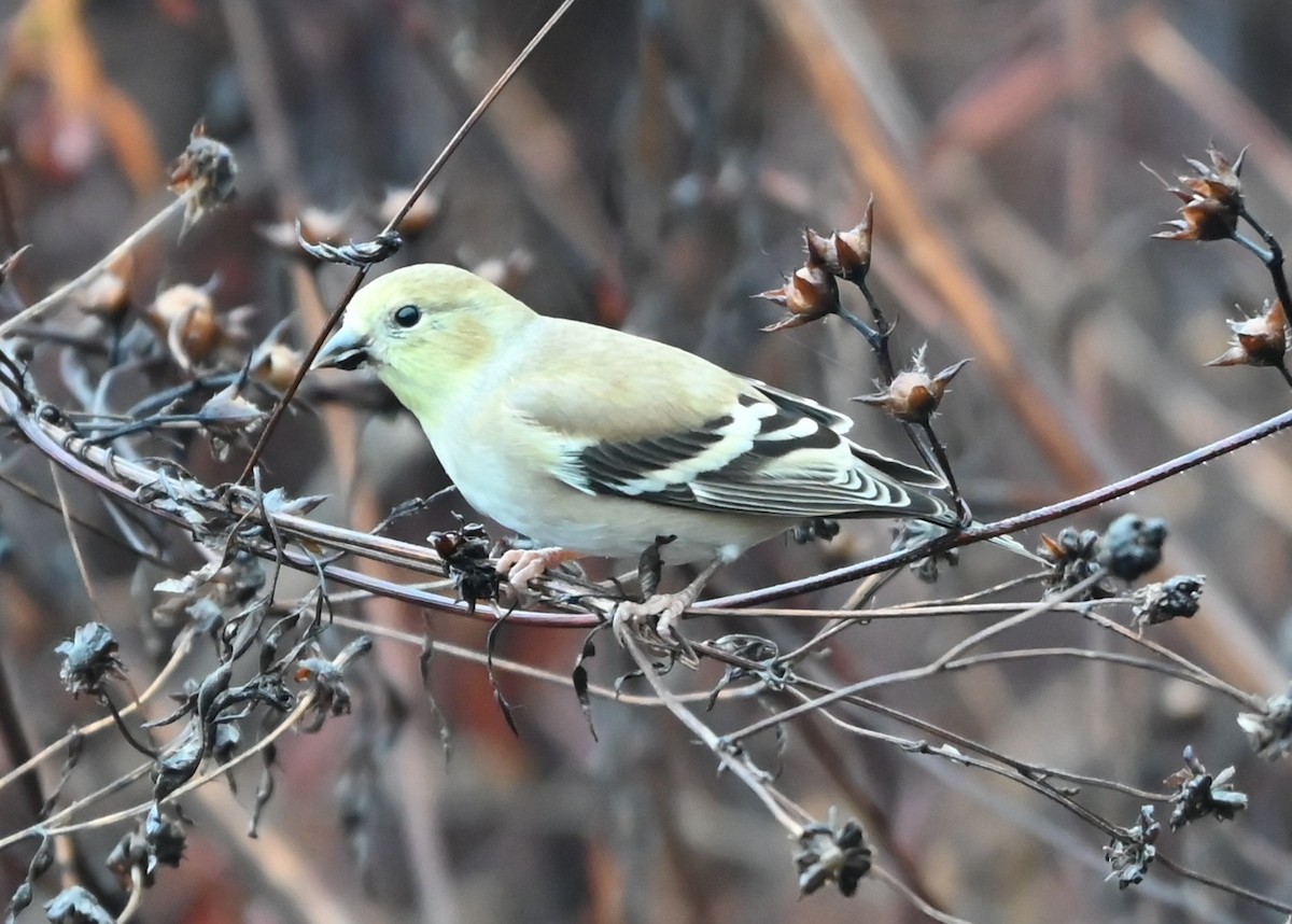 American Goldfinch - ML645907412