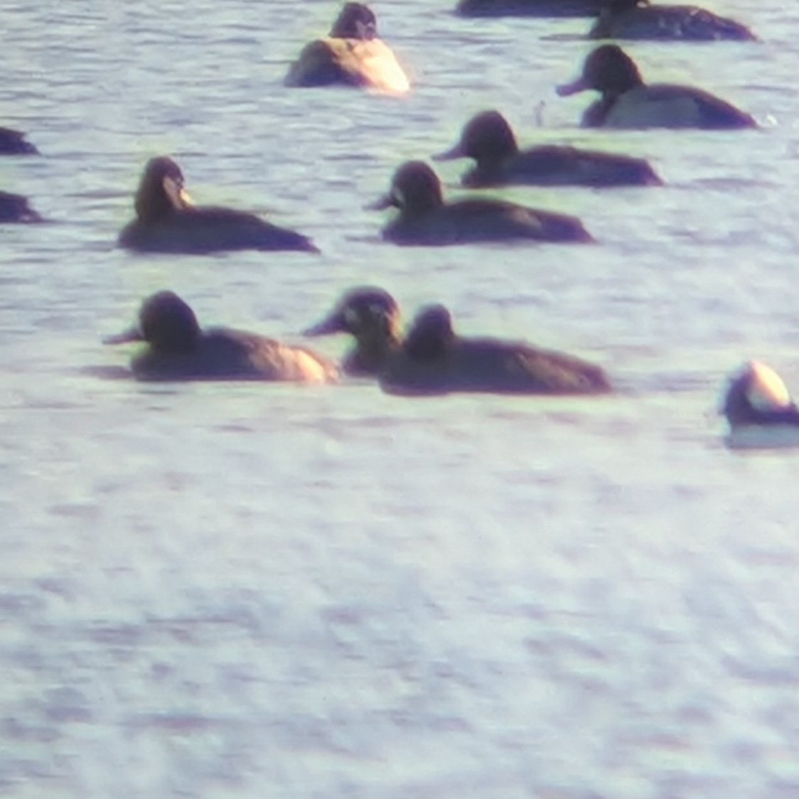 duck sp. - ML645907415