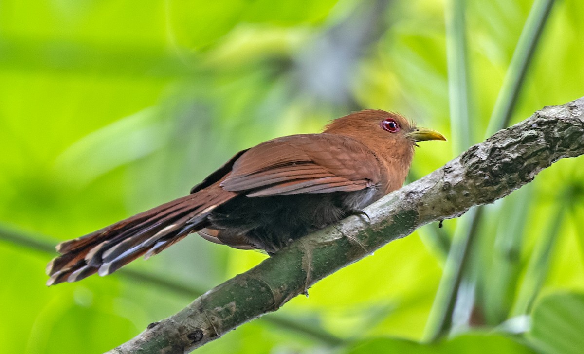 Little Cuckoo - ML645907416