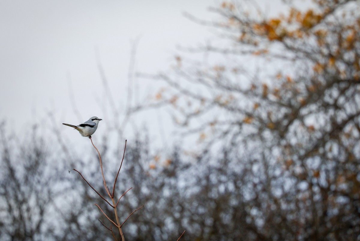 Northern Shrike - ML645907418