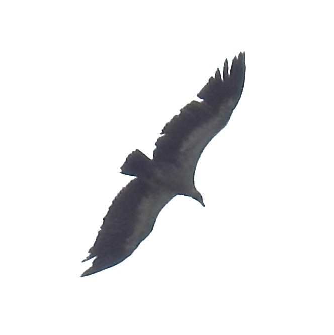 White-backed Vulture - ML645907419