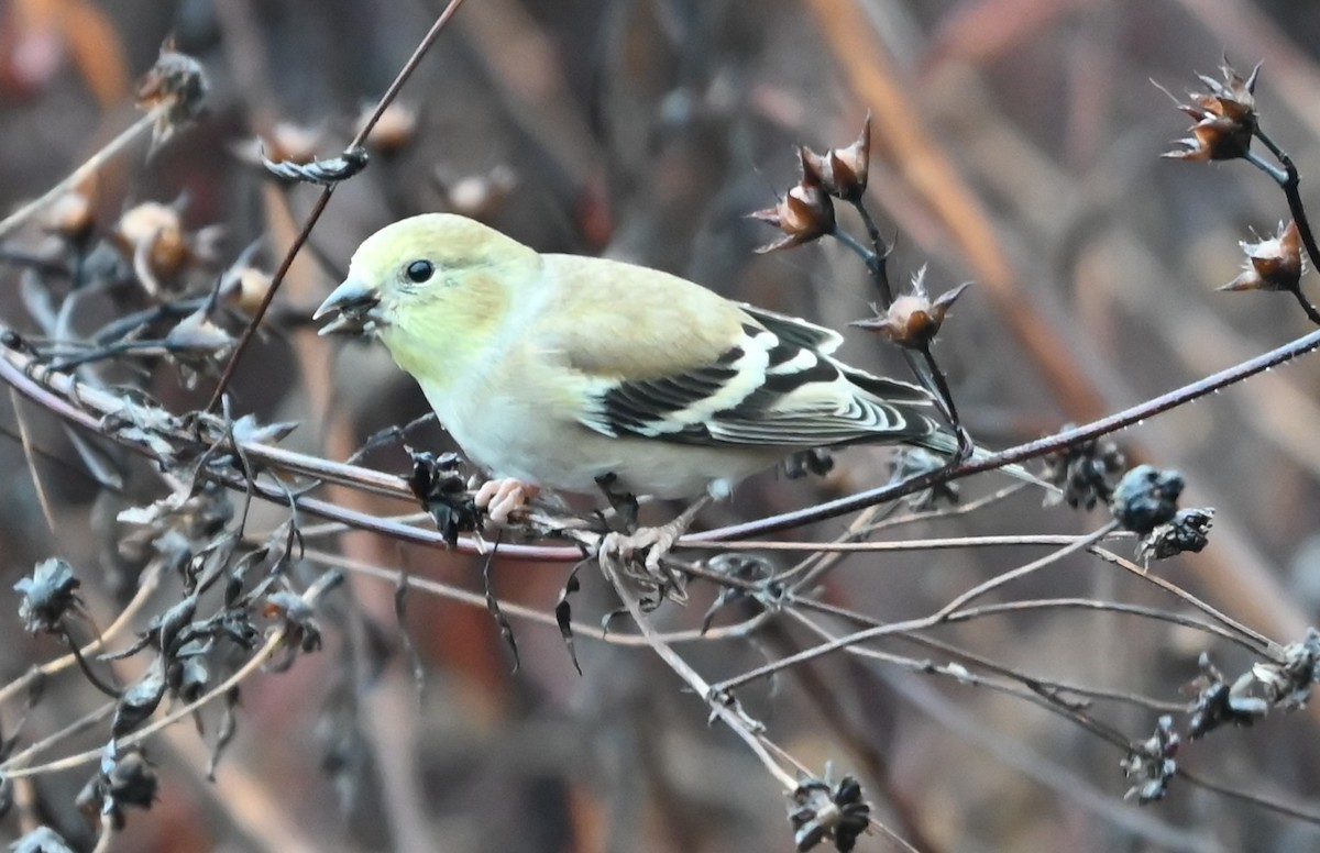 American Goldfinch - ML645907420