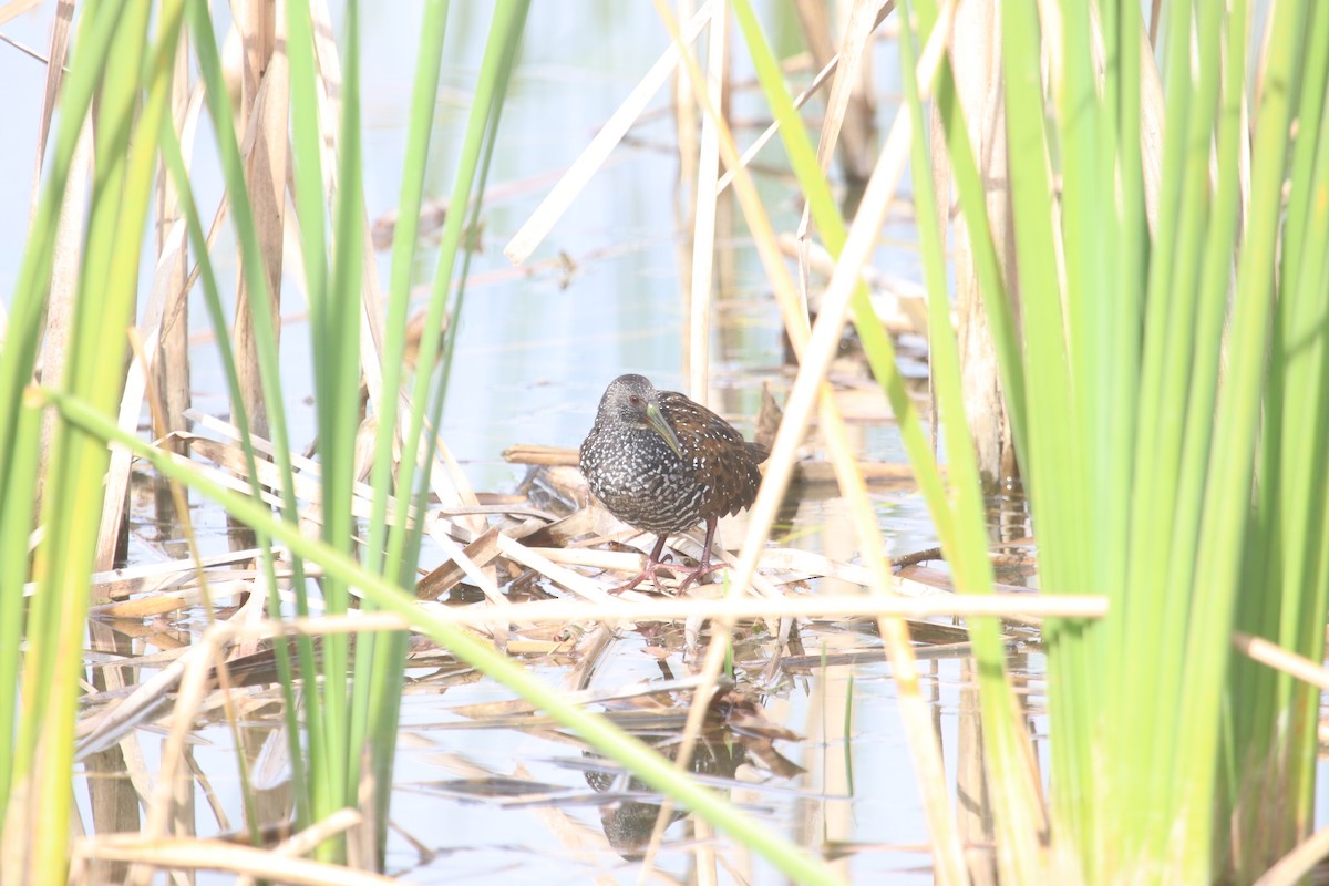 Spotted Rail - ML645907421