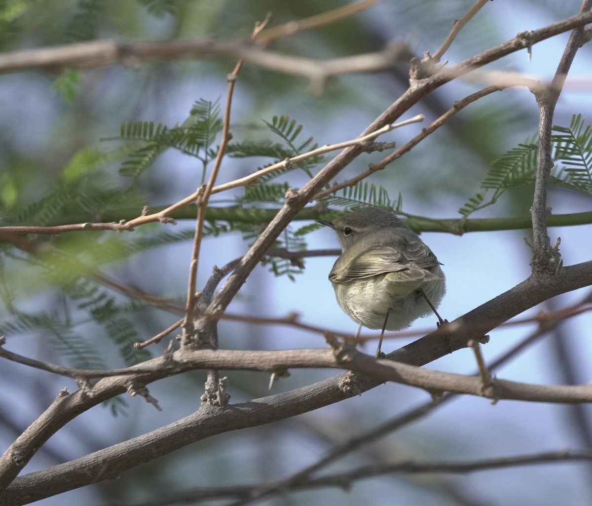 Common Chiffchaff - ML645907422