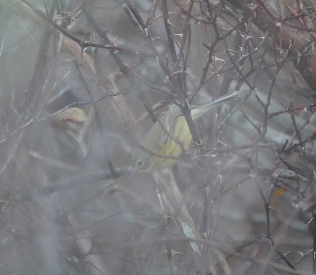 Prairie Warbler - ML645907423