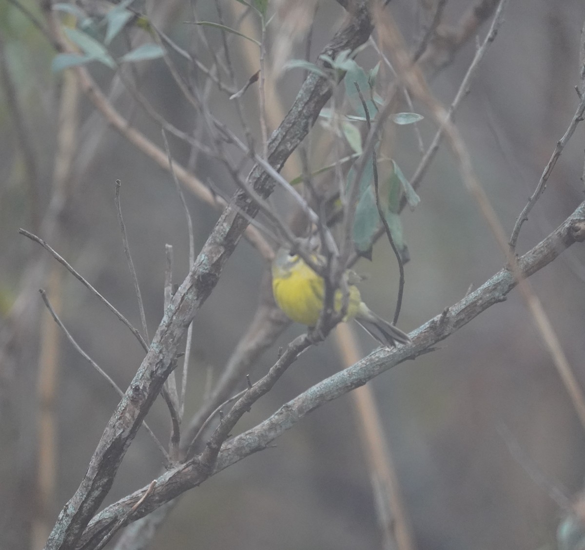 Prairie Warbler - ML645907424