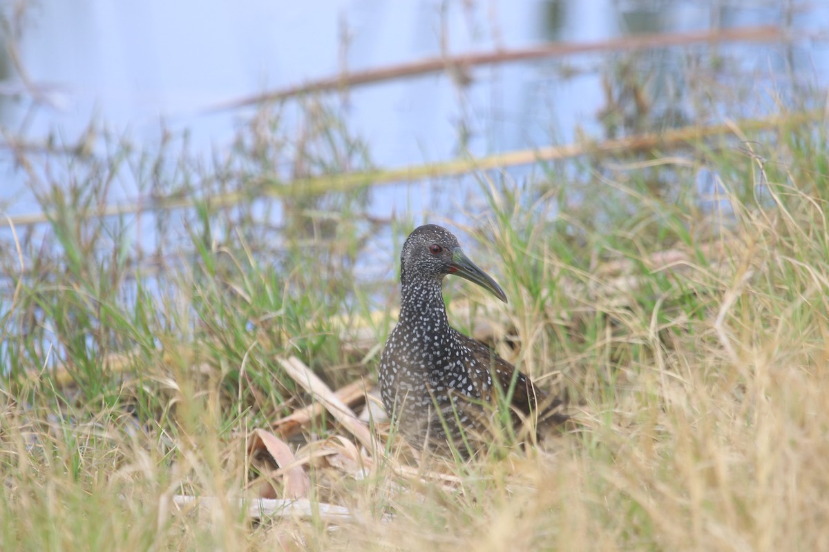 Spotted Rail - ML645907425