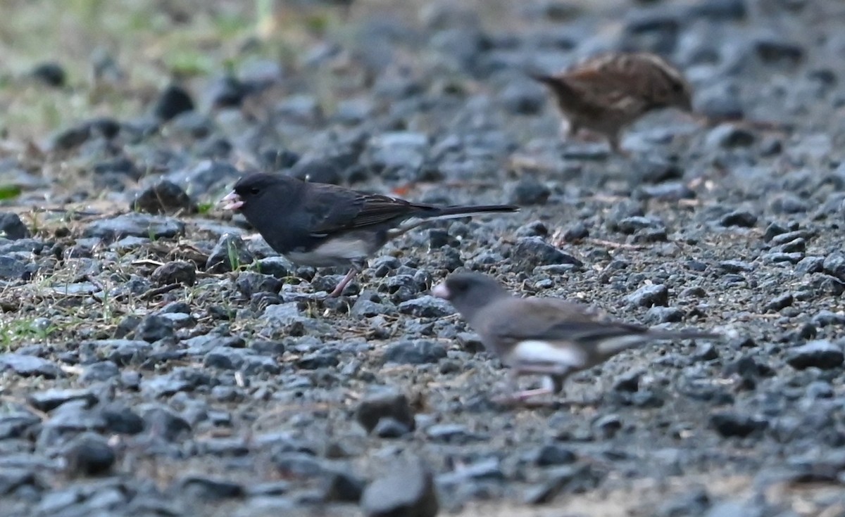 Dark-eyed Junco - ML645907426