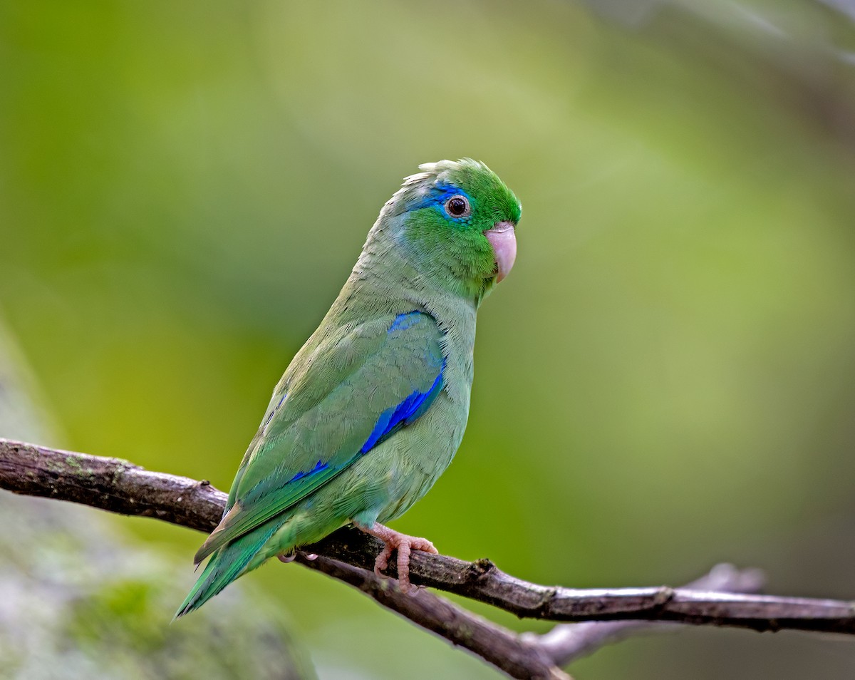 Spectacled Parrotlet - ML645907427
