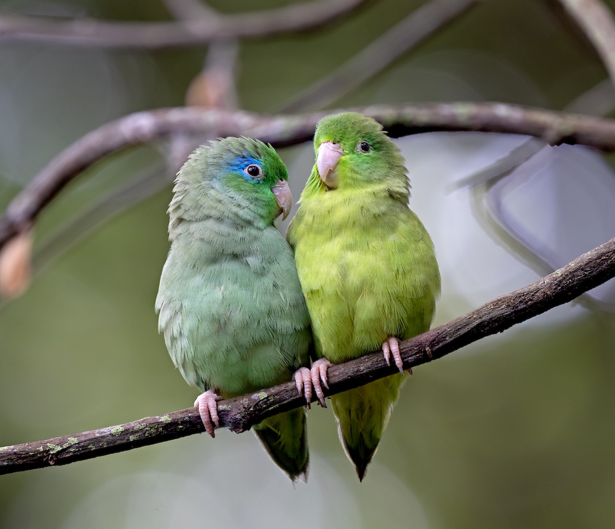 Spectacled Parrotlet - ML645907429