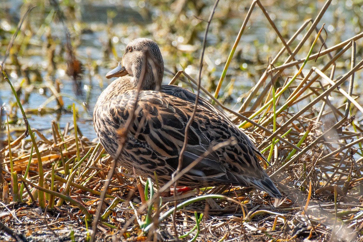 雑種 マガモ ｘ マダラガモ - ML645907430