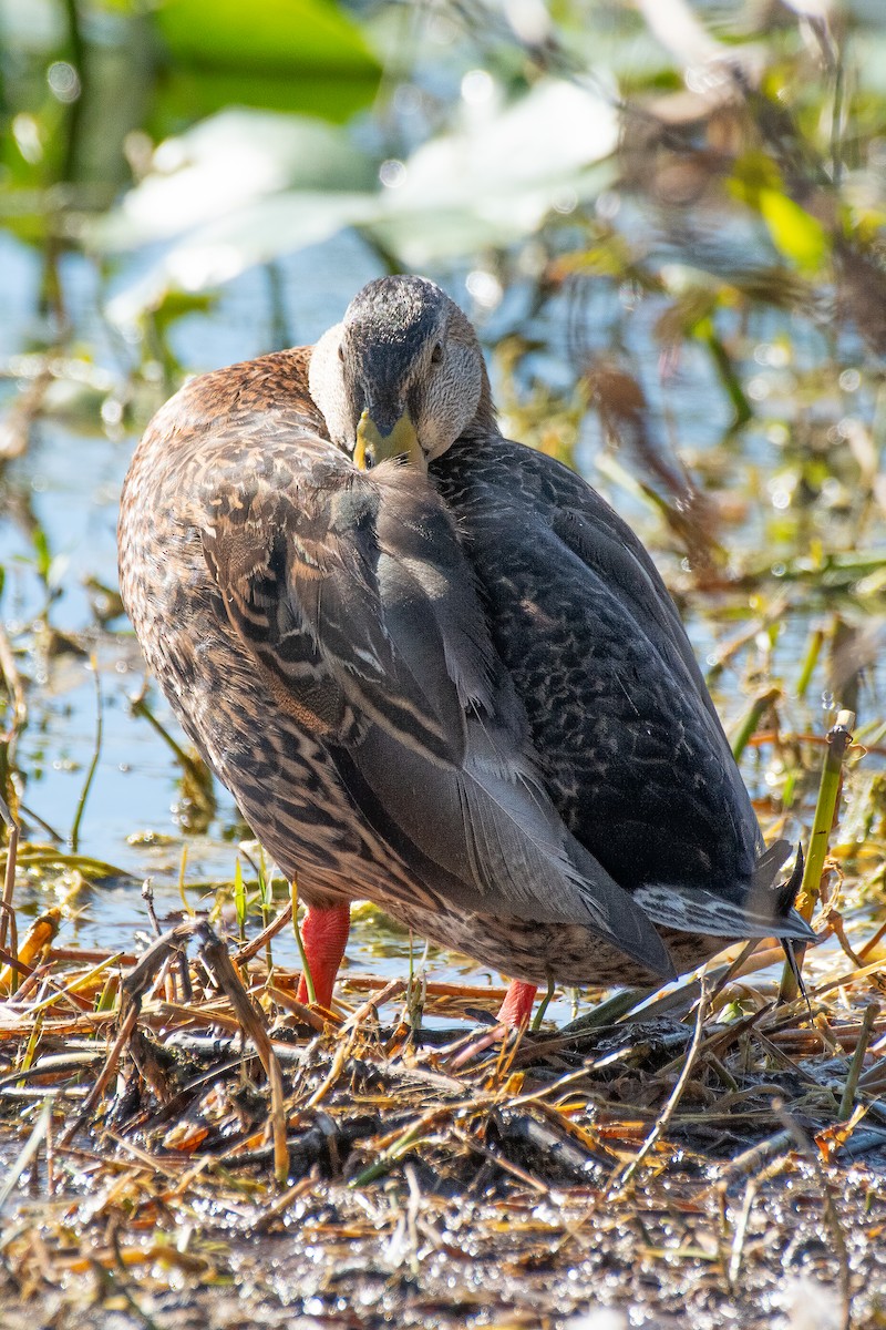 雑種 マガモ ｘ マダラガモ - ML645907431