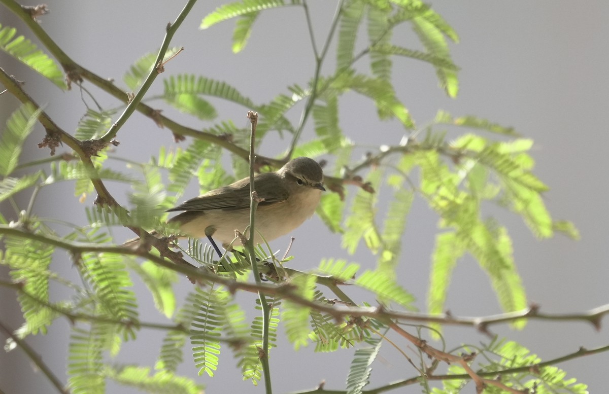Common Chiffchaff - ML645907434