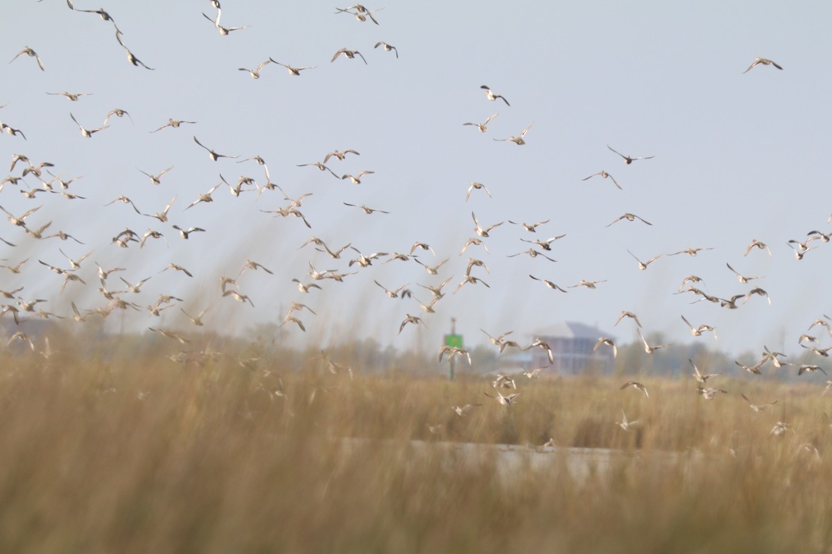 Green-winged Teal - ML645907435