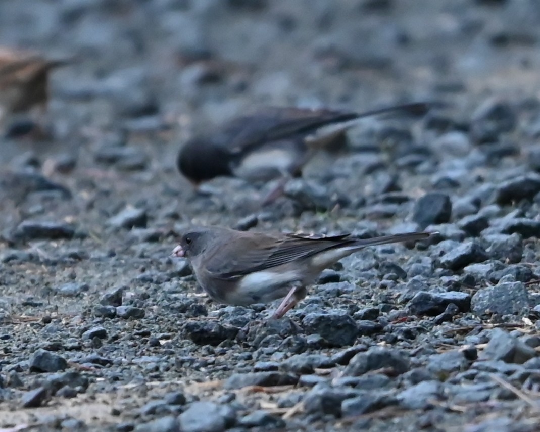 Dark-eyed Junco - ML645907436