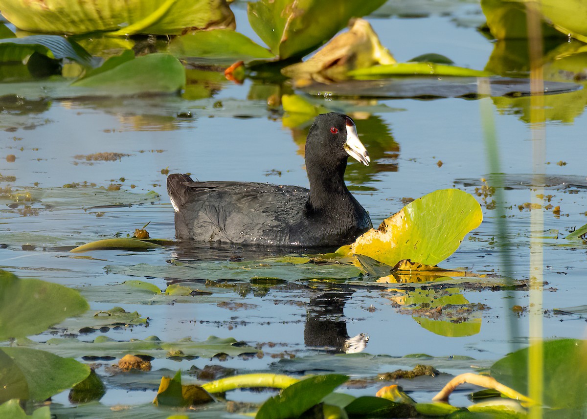 American Coot - ML645907444