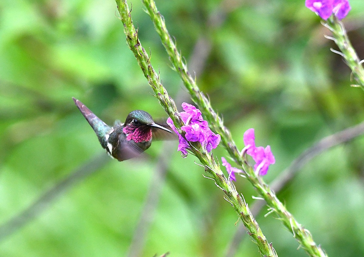 Amethyst Woodstar - ML645907445