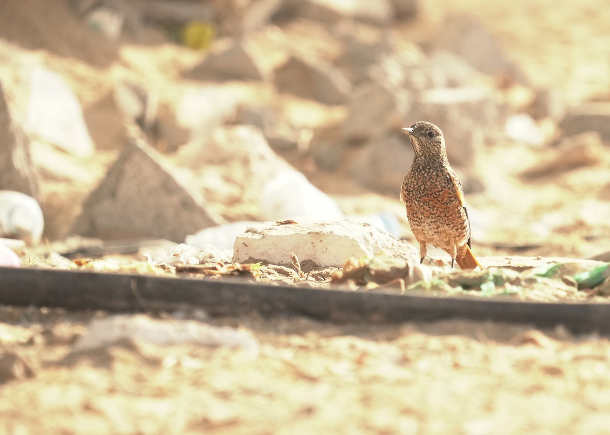Rufous-tailed Rock-Thrush - ML645907446