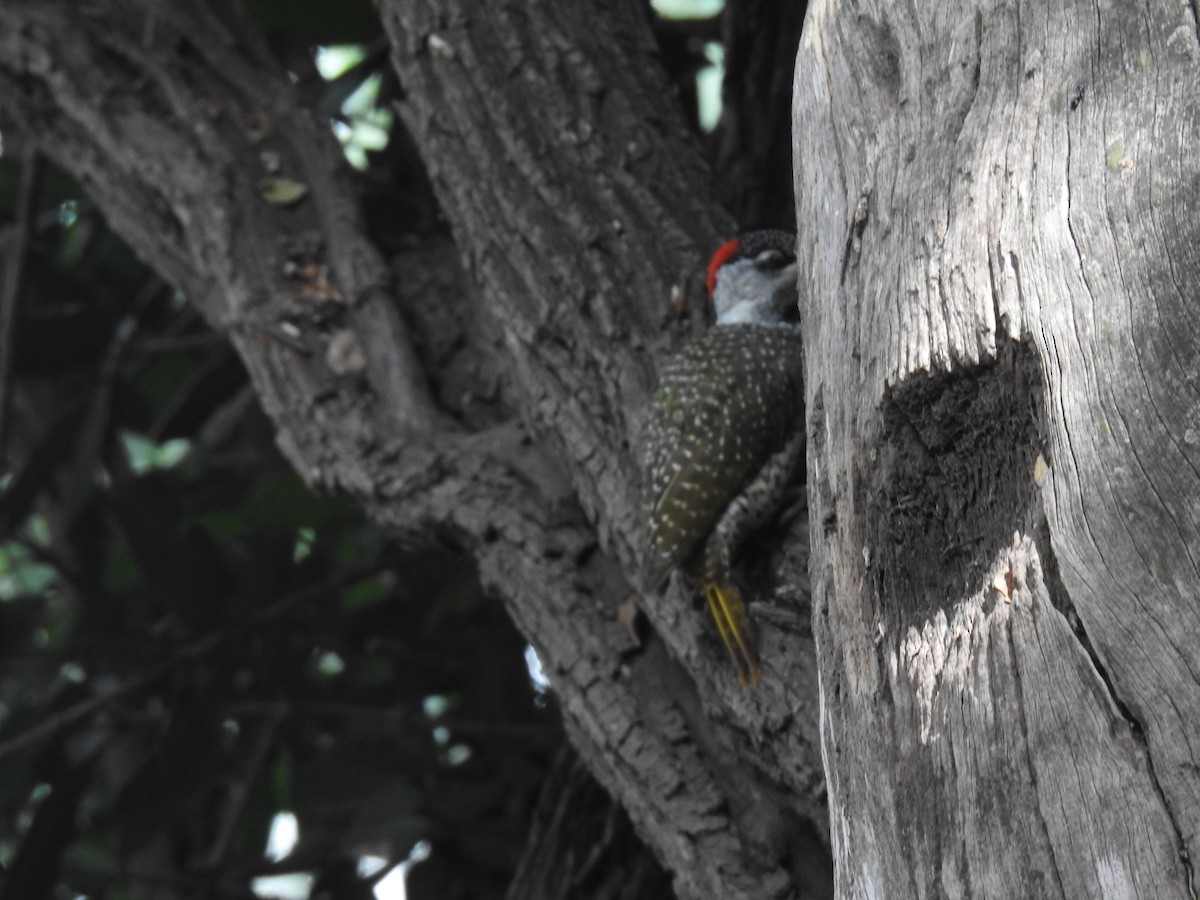 Cardinal Woodpecker - ML645907448