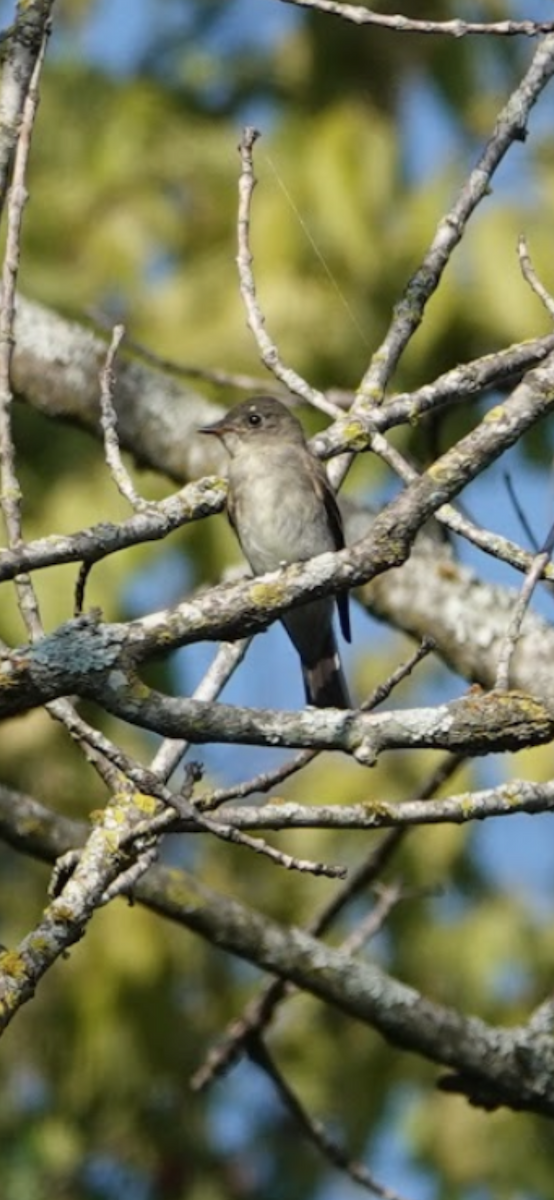 Eastern Wood-Pewee - ML645907449