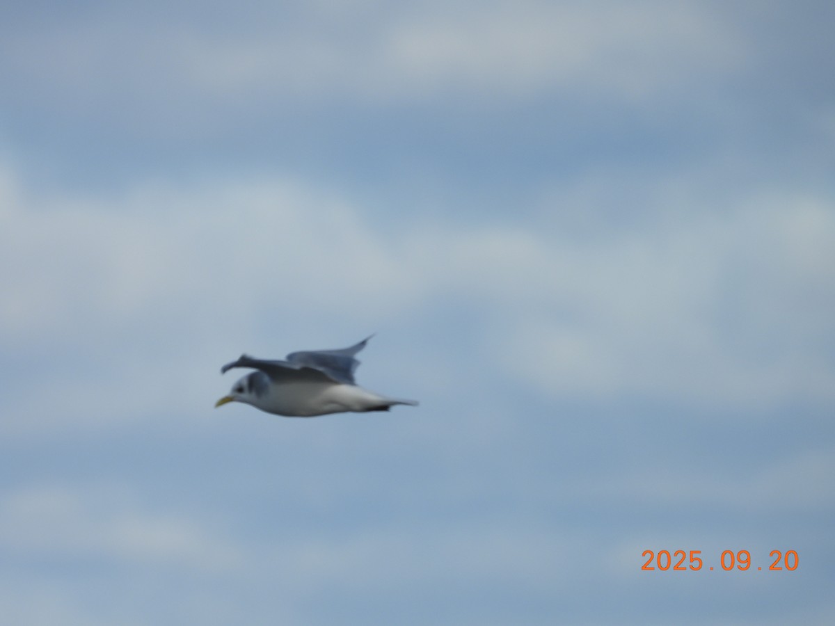 Black-legged Kittiwake - ML645907450