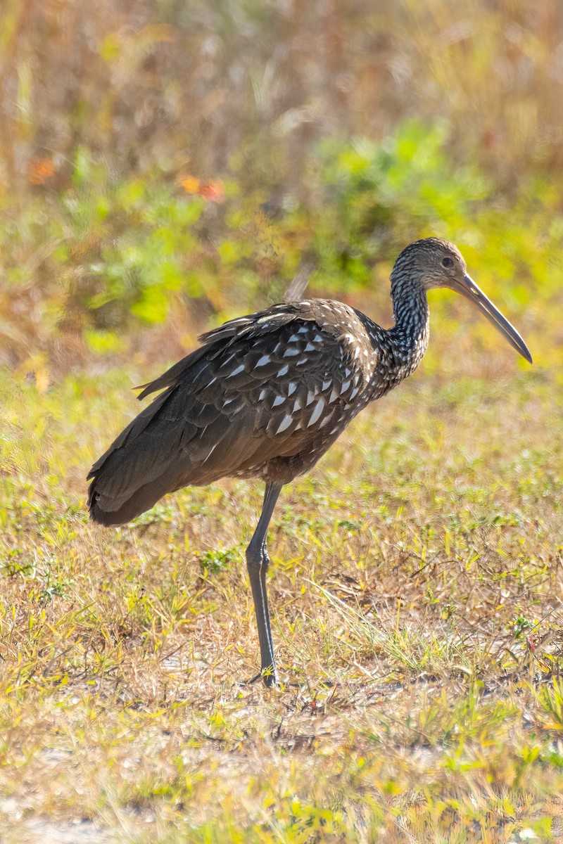 Limpkin - ML645907452
