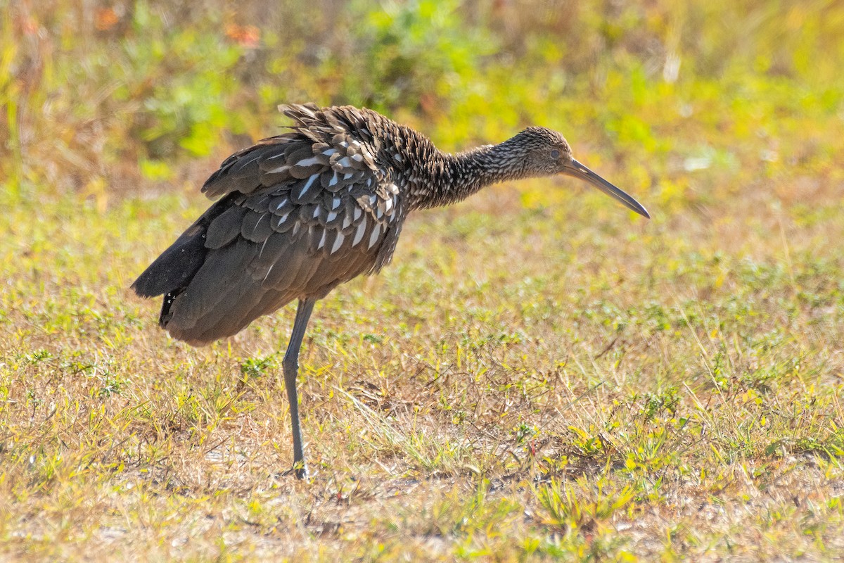Limpkin - ML645907453