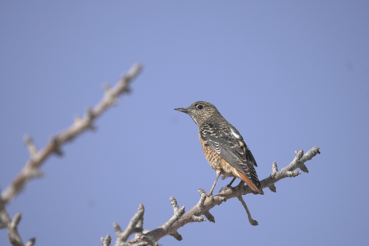 Rufous-tailed Rock-Thrush - ML645907454