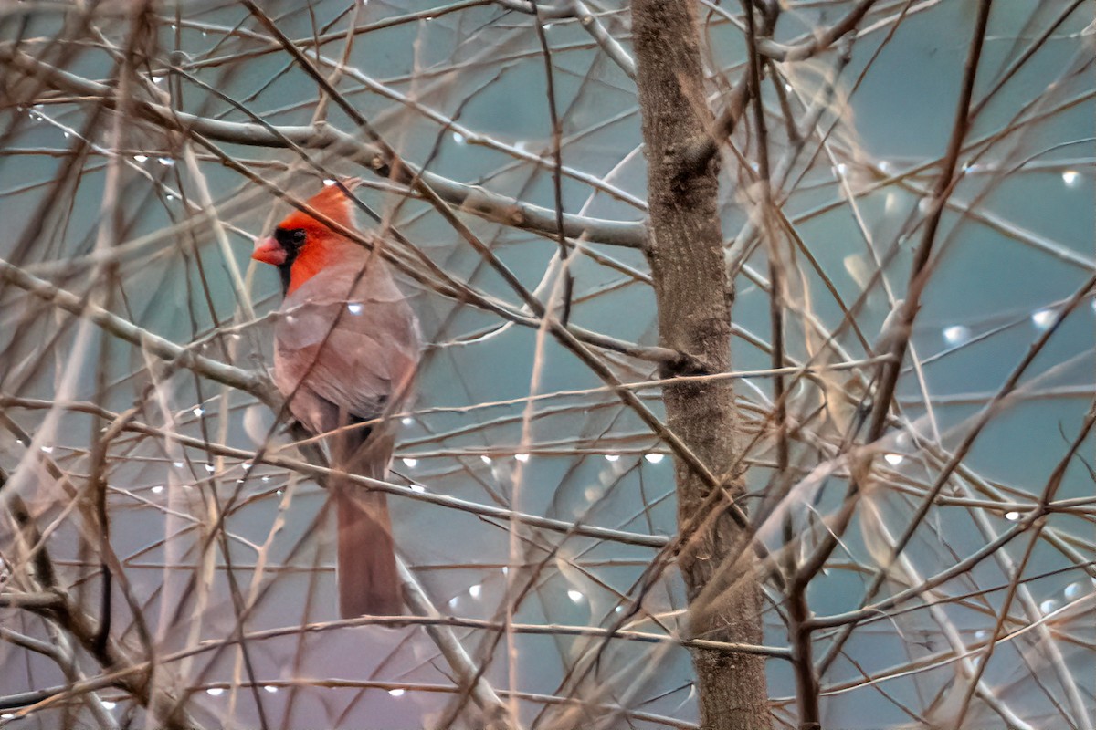 Northern Cardinal - ML645907455
