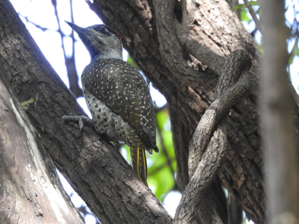 Cardinal Woodpecker - ML645907456