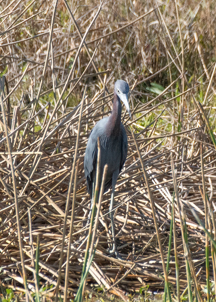 Little Blue Heron - ML645907461