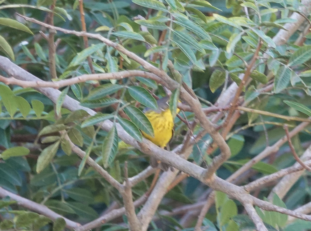 Canada Warbler - ML645907464