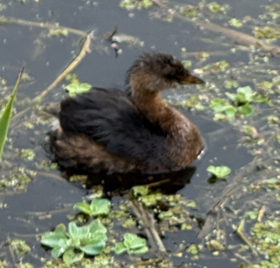 Pied-billed Grebe - ML645907465