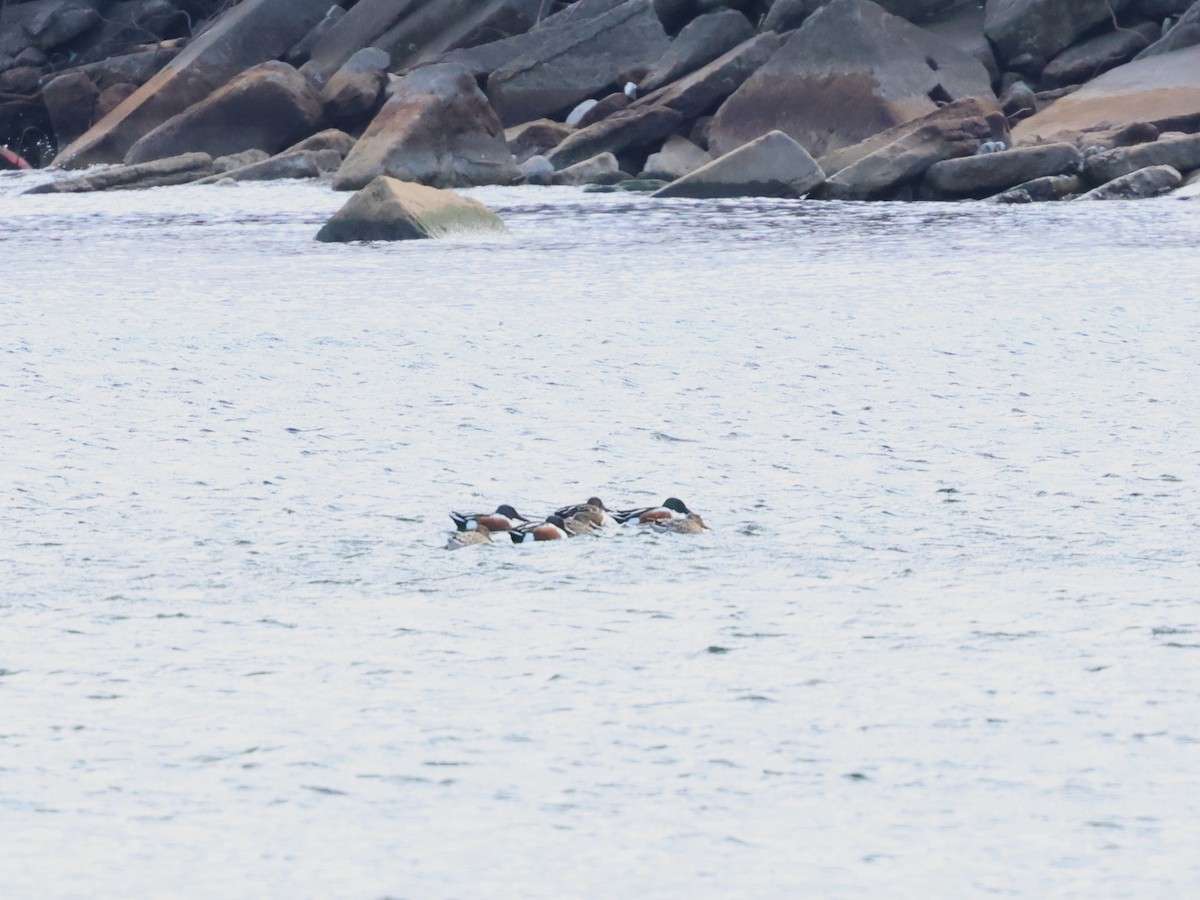 Northern Shoveler - ML645907470