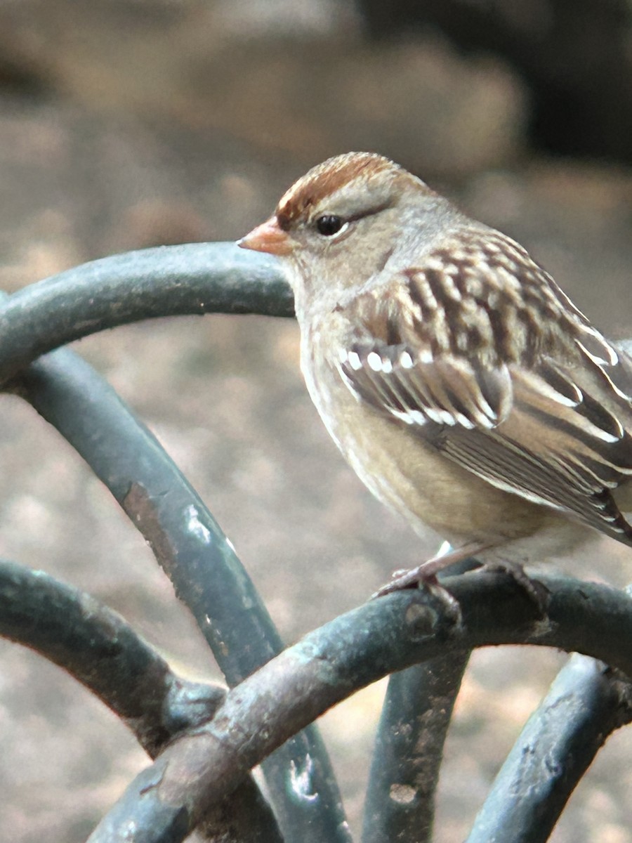 White-crowned Sparrow - ML645907471