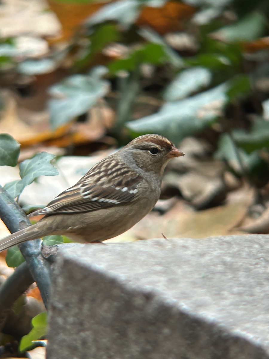 White-crowned Sparrow - ML645907472