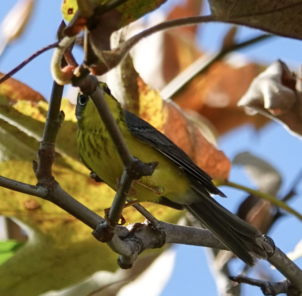 Canada Warbler - ML645907475