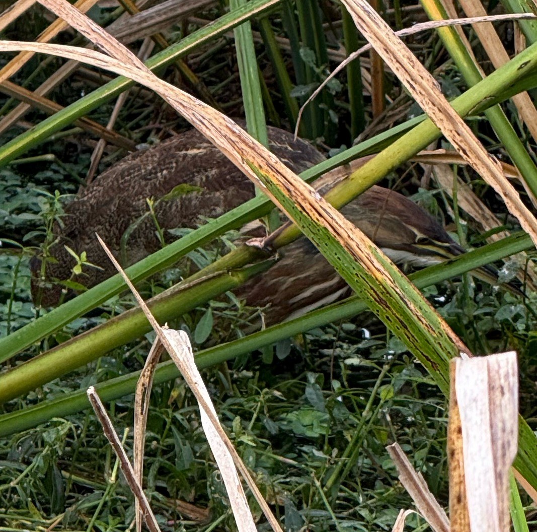 Amerika Balabanı - ML645907476