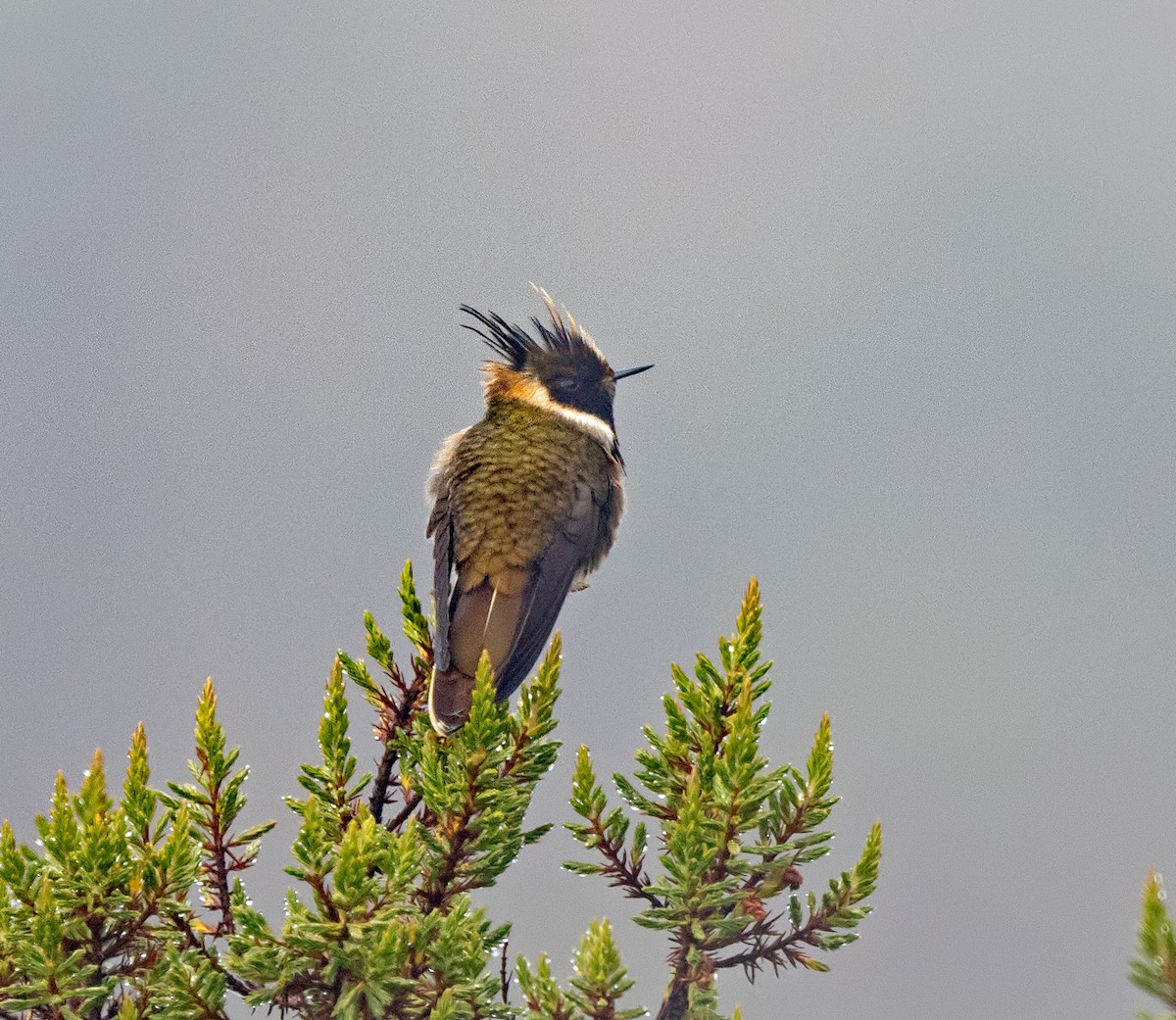 Buffy Helmetcrest - ML645907487
