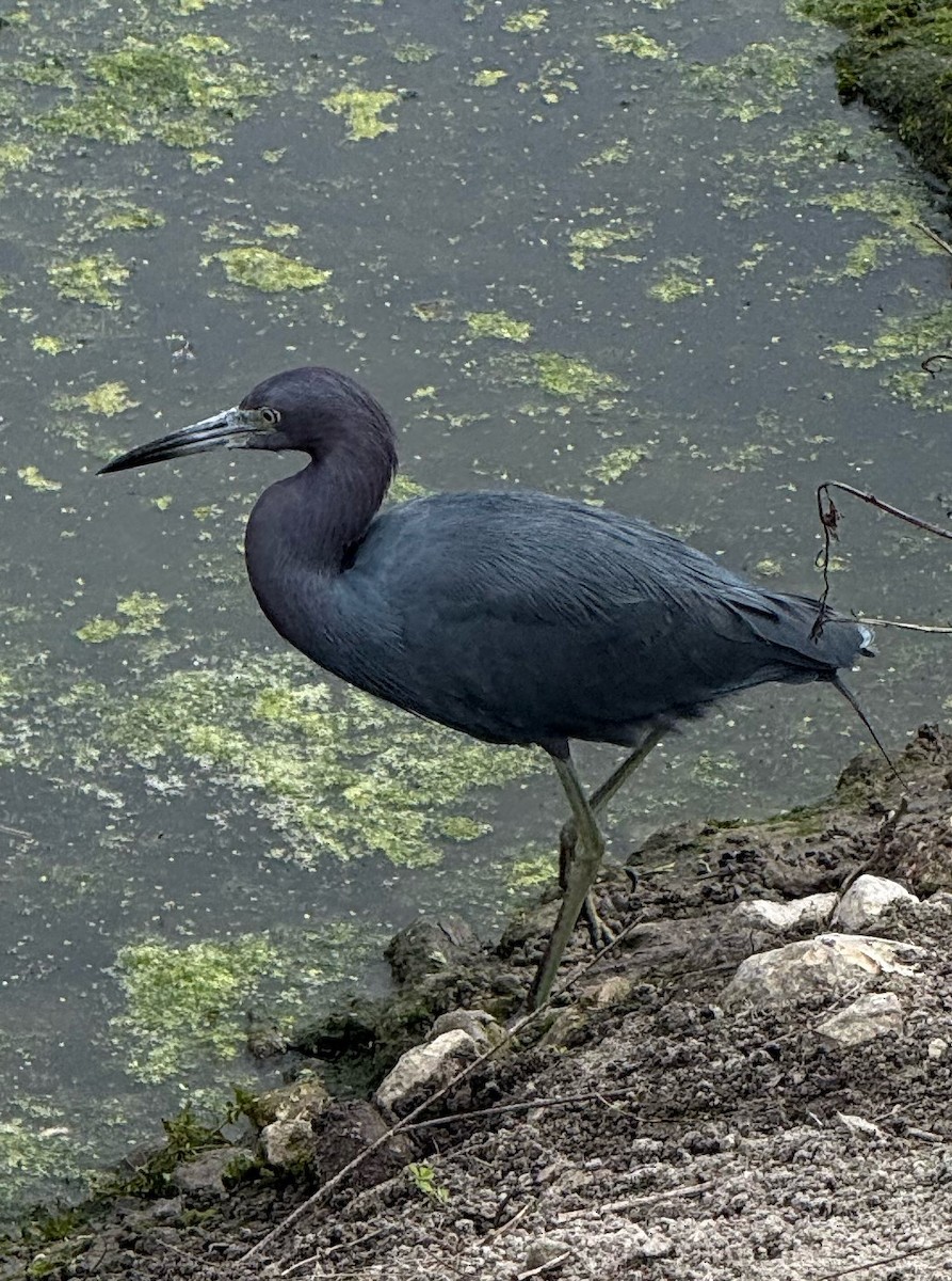Little Blue Heron - ML645907489