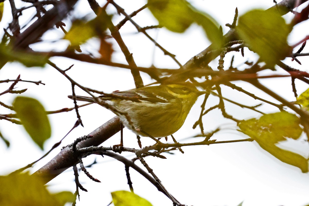 Townsend's Warbler - ML645907492