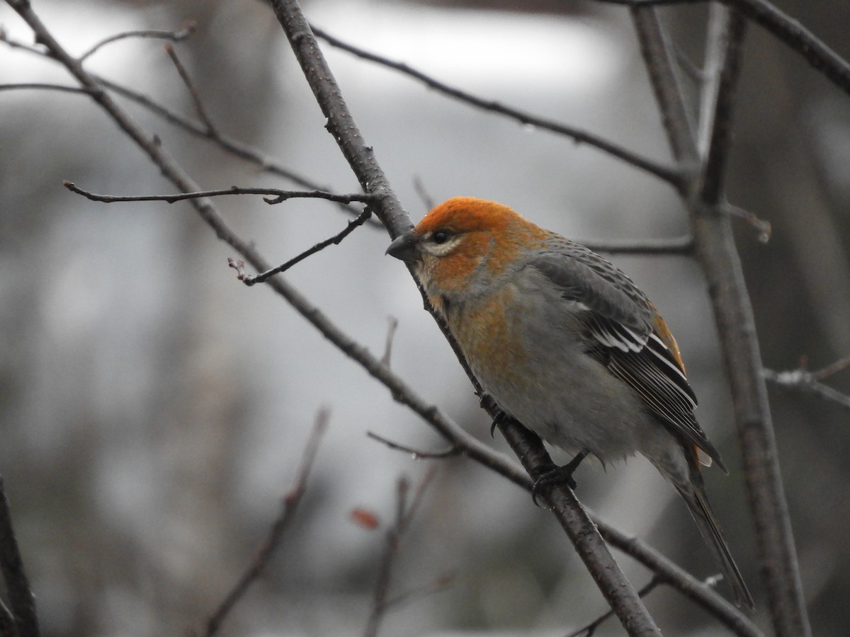 Pinu-gailupa - ML645907493