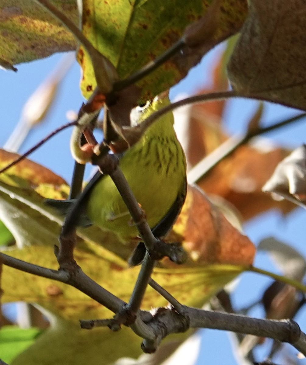 Canada Warbler - ML645907495
