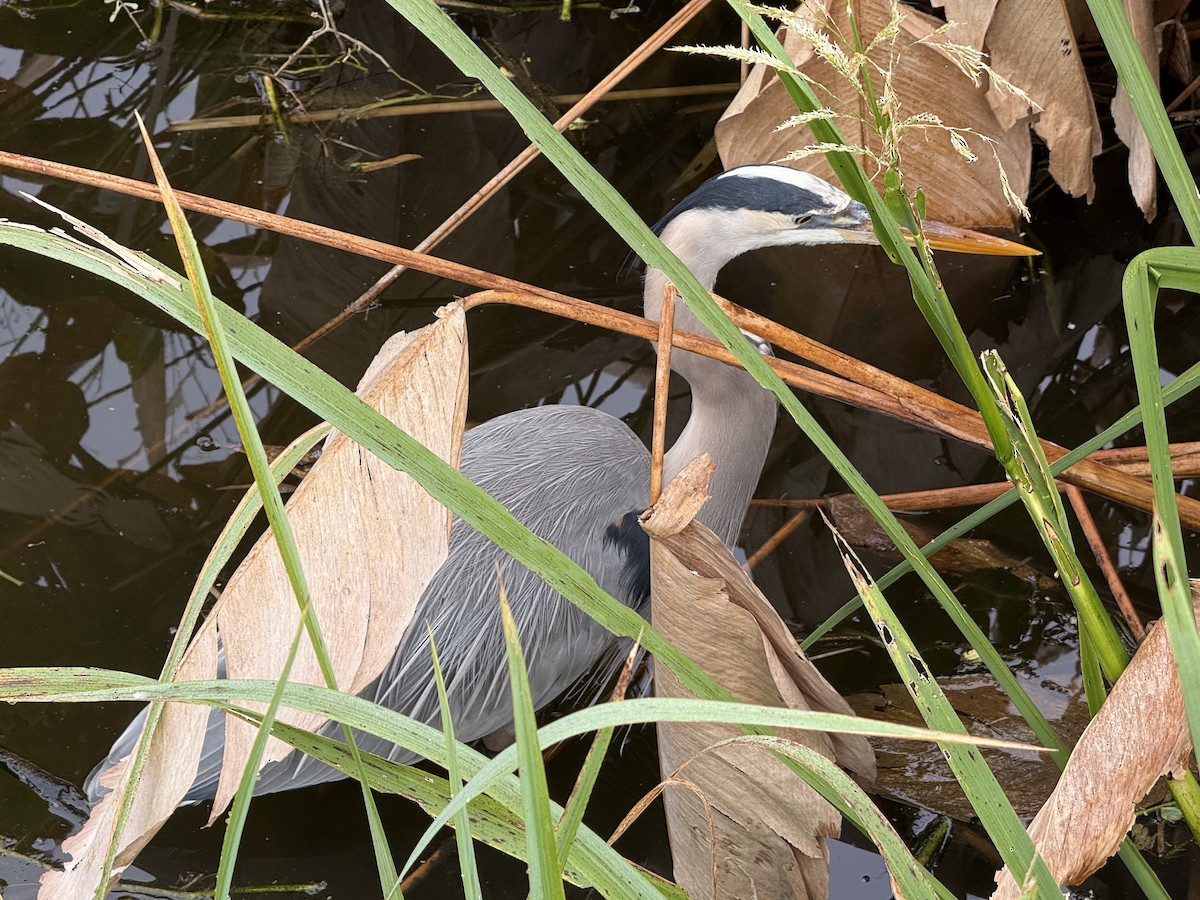Great Blue Heron - ML645907496