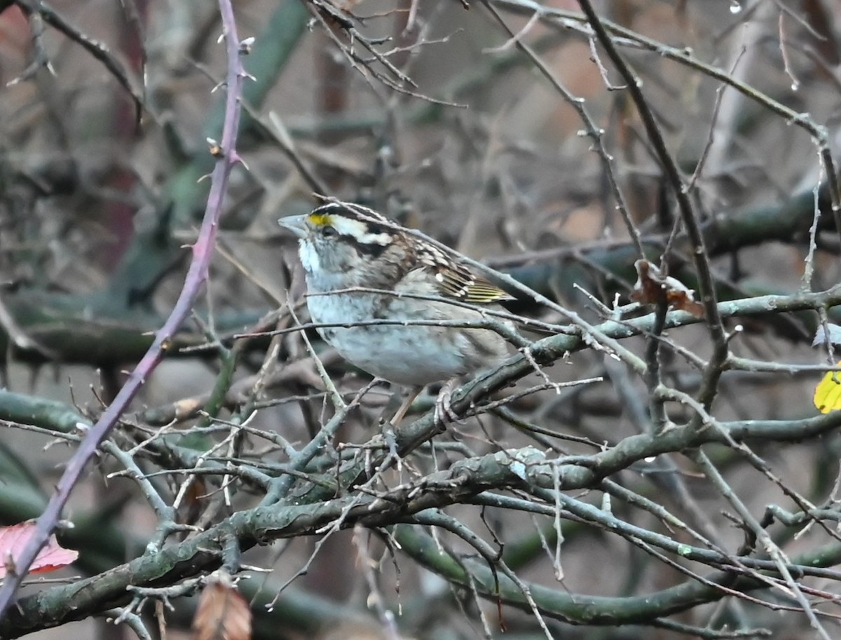 White-throated Sparrow - ML645907500