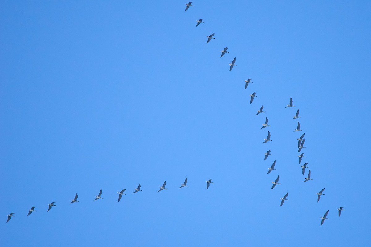 husa běločelá - ML645907507